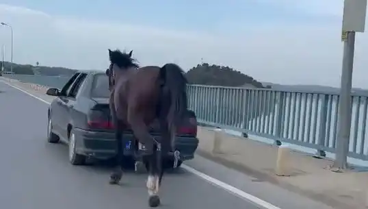 Adana'da Bir Atın Eziyetine Son! Tutuklama Yapıldı