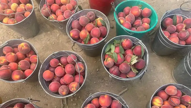 Hasat Mevsimi Geldi: Çiftçiler 100 Lira Kilogram Fiyatıyla Sevinçli