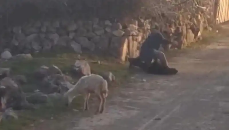 Koyuna Eziyet Eden Şahıs Gözaltına Alındı: Hayvan Hakları İhlali Mi Yaşandı?