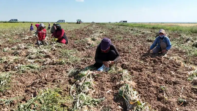 Rusya, Almanya ve İspanya'nın Antibiyotik Üretiminde Söz Sahibi Olduğu Yeni Hasat Dönemi