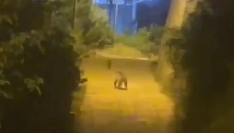 Gümüşhane'de Şehir Merkezine Kadar İnen Ayı Paniğe Neden Oldu