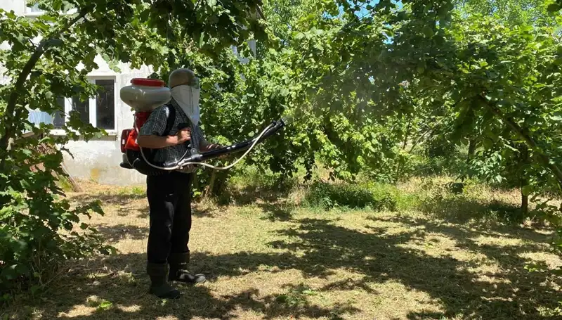 Kükürt ve Samuray Arısı ile Çiftçilerin Umudu: Mücadele Zamanı