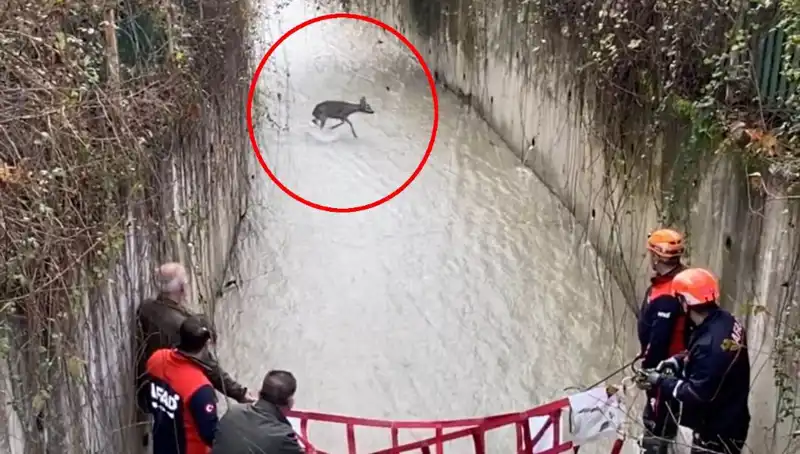 Mahsur Kalan Karacayı Kurtarmak İçin Ekipler Seferber Oldu