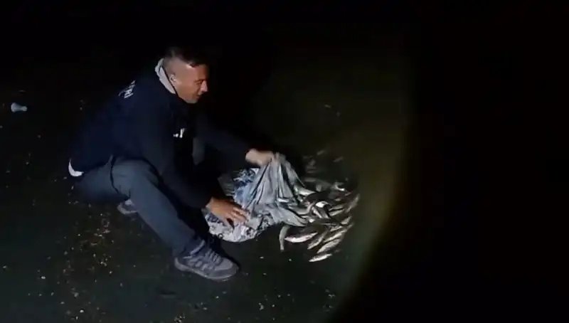 İnci Kefali Avında Bir  Ton Rekor Kırıldı: Avcılar ve Pazarlar Hareketlendi
