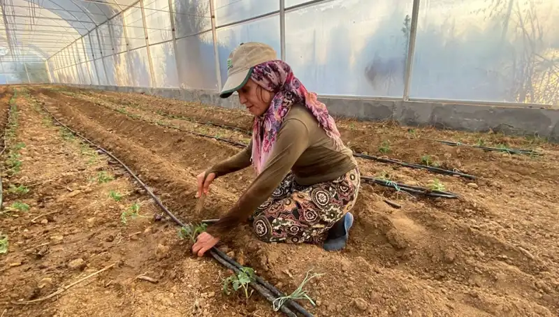 Tarımda Yeni Dönem: Fideler Toprakla Buluştu, Günde 6 Saat Çalışıyorlar!