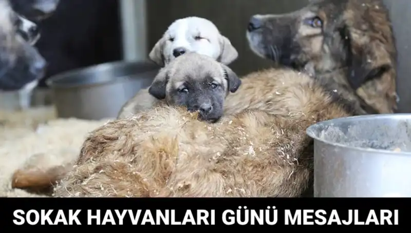 4 Ekim Dünya Sokak Hayvanları Günü: Hayvan Hakları İçin Farkındalık Yaratmak