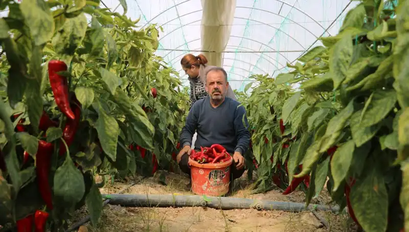 Fiyat Artışları Tüketiciyi Vurdu: Yüzde 50 Zam Belgeleri Şaşırttı!