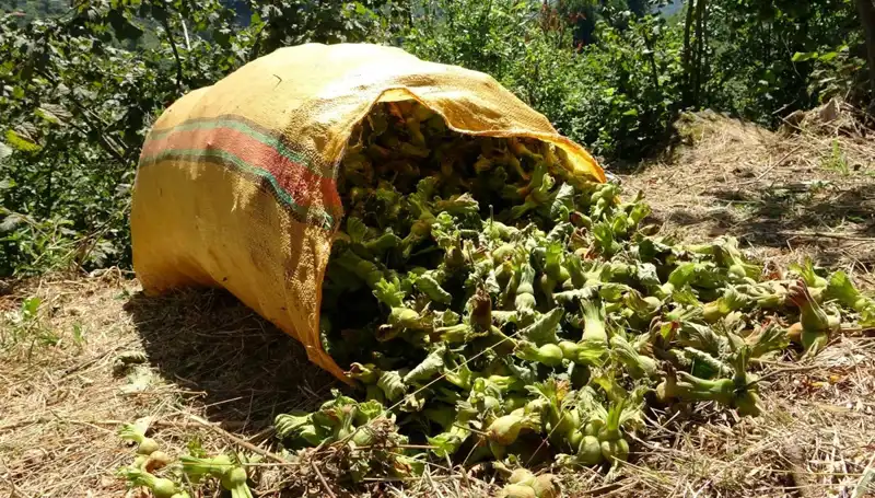 Giresun’da Fındık Hasadı Başladı: Çiftçiler Umutla Bekliyor
