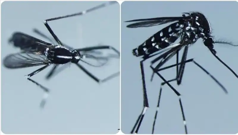 Chikungunya Virüsü Nedir? Belirtileri ve Etkilediği Ülkeler Hakkında Bilgi