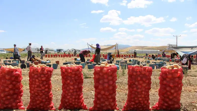 Amasya Elmasının Sıradışı Yolculuğu: Avrupa ve Rusya Pazarlarına Açılıyor