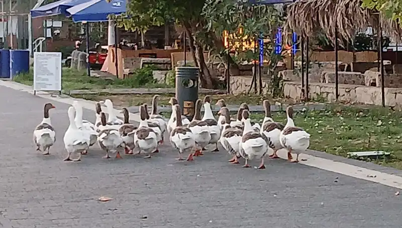 Denizde Yüzdüler, Kümese Kapandılar: Kazların Trajik Ölüm Hikayesi