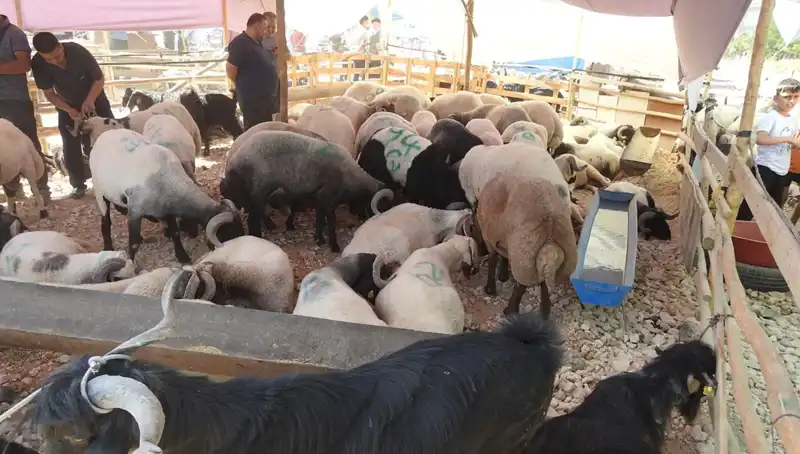 Kurban Bayramı'nda Hayvan Pazarlarında Coşku ve Hareketlilik Zirveye Ulaştı