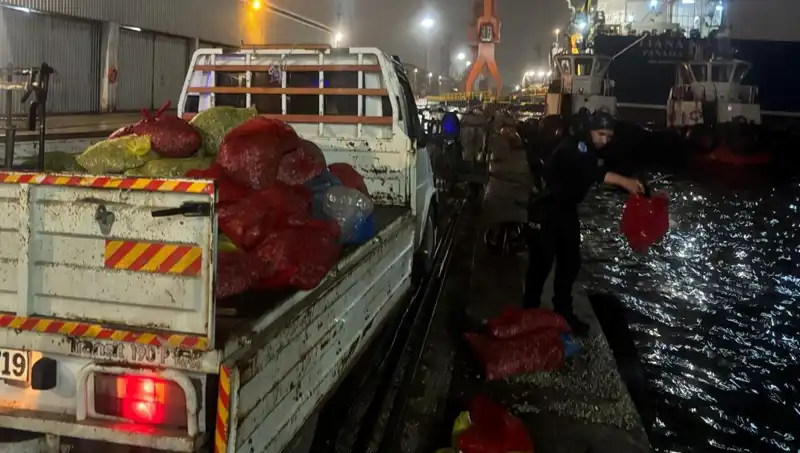 Kaçak Midyeler Türkiye'nin Sularına Doğru Yola Çıktı, Yetkililer Harekete Geçti!