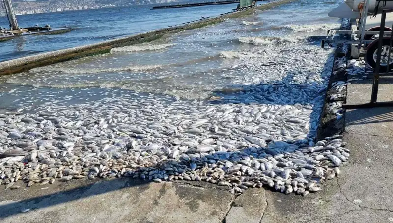İzmir Körfezi'nde Su Kalitesi Artıyor: Çevre Dostu Projeler Hayata Geçiyor