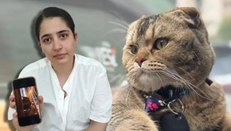 Eşimin Boşanma Kararı Kedimiz Üzerine Mi Şekilleniyor?