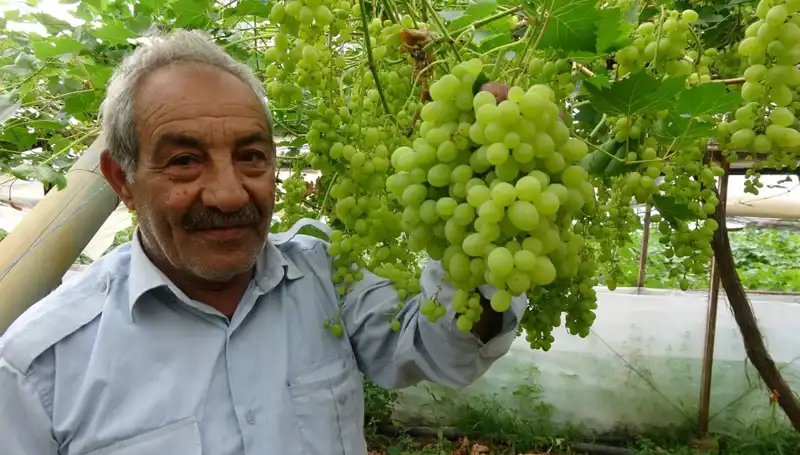 Meyve Fiyatlarına Zirai Don Etkisi: Ürünler 250 TL'den Satışta
