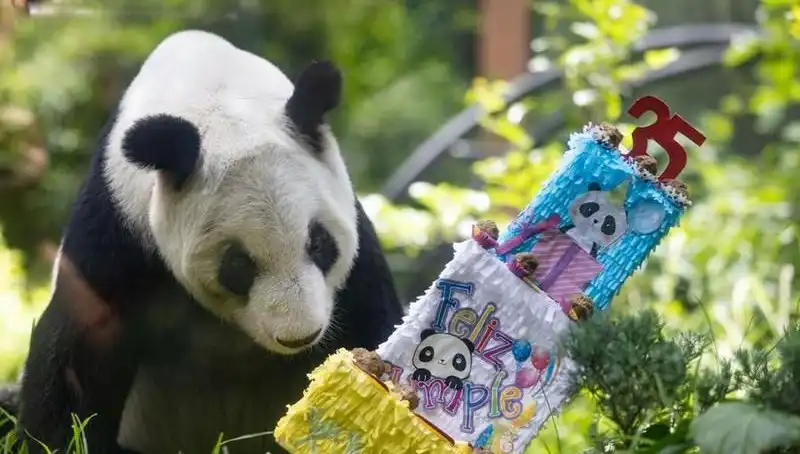 Dev Panda Xin Xin, 35 Yaşında Yıllara Meydan Okudu!