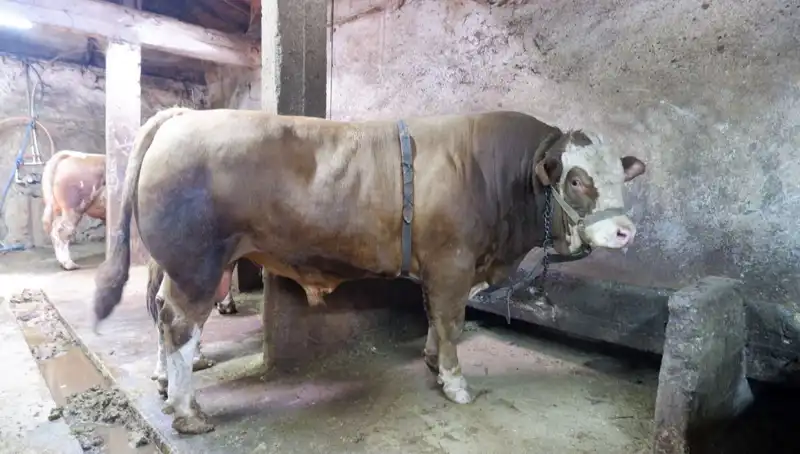 Tam 1 Ton 200 Kilo! Bu Eşya Alıcısını Buldu, Fiyatı Şaşırttı