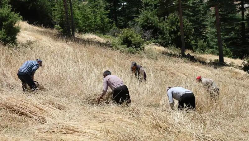 Teknolojinin Ulaşmadığı Tarla: Ellik ve Orakla Hasat Geleneği Yaşatılıyor