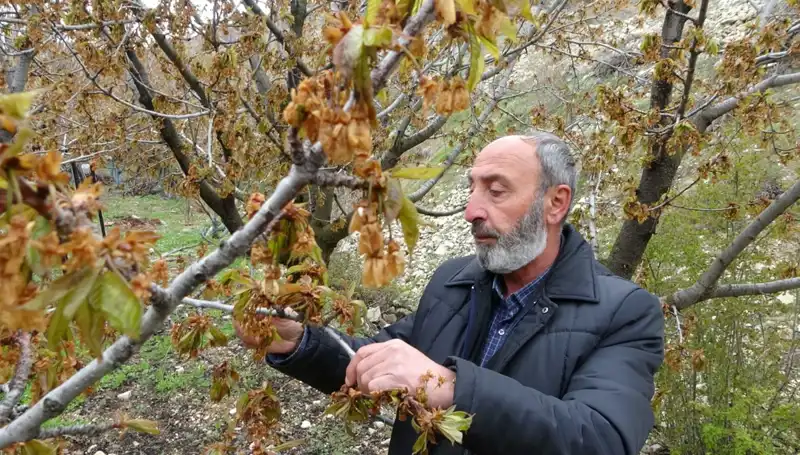 Zirai Donun Kahrını Çeken Üreticiler: Albastı Kirazı Tehdit Altında!