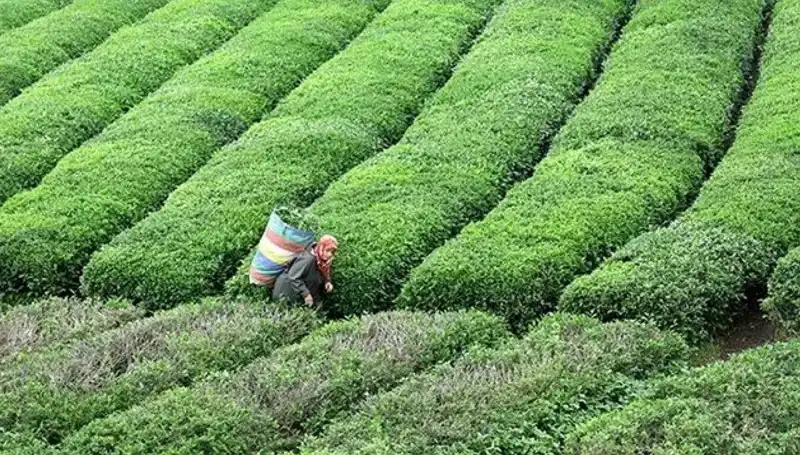 ÇAYKUR, Bayramda da Taze Çay Alımına Devam Edecek!