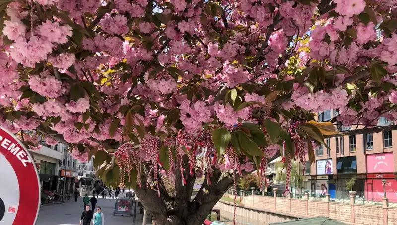 Süs Erik Ağacına Martenitsa Bağlamak: Geleneğin Yeniden Hayat Bulduğu Anlar
