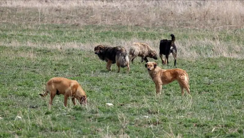 Ankara'da Sahipsiz Köpekler İçin Cezalar Artıyor: Barınaklara Bırakmaya Dikkat!