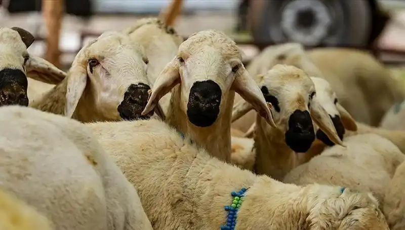 Kurban Bayramı Ne Zaman? 9 Günlük Tatil İhtimali Hakkında Her Şey