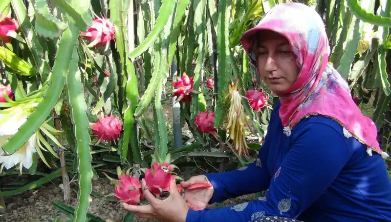 Emekli Olduktan Sonra Pitaya Üretmeye Başlayan Kadın: Kilosu 200 TL