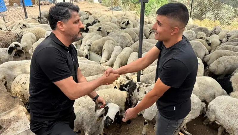 Kurbanlık Alırken Dikkat! Tuz ve Sumakla Şişirilen Koyunlar Gerçekten Ne Kadar Sağlıklı?