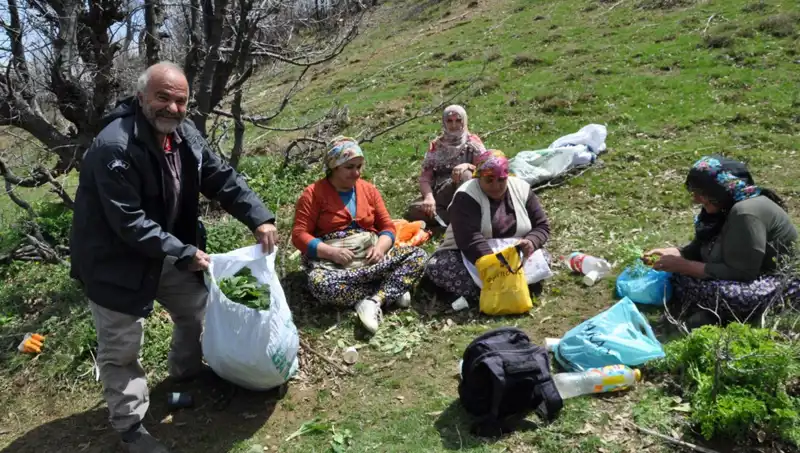 Yürüyerek Topladıkları Bitki: Ailelerin Geçim Kaynağı Haline Geldi!