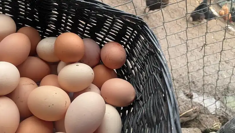 Okul ekonomisini düzeltecek: Dünyanın en ucuz proteini okul sofralarında!