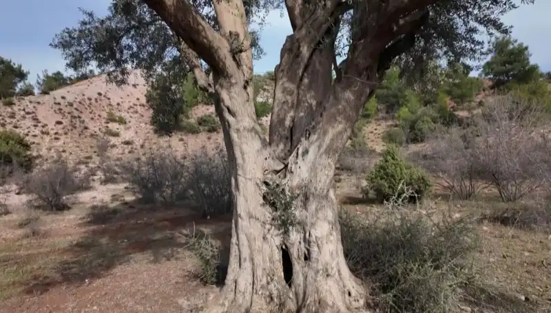 800 Yıllık Zeytin Ağacı: Doğanın Mucizesi Korunuyor!