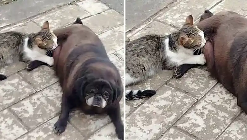Erzurum'da Sokak Ortasında Bir Köpeğin Kediyi Emzirmesi Şaşırttı