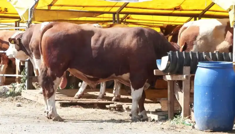 Kurban Pazarlarında Son Dakika: Hareketlilik Artıyor, Fiyatlar Belirleniyor!