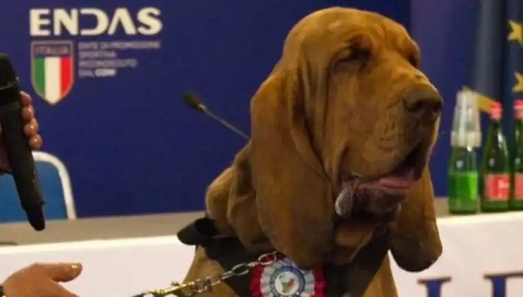 Arama Köpeğine Yönelik Şok Edici Saldırı: Çivili Sosisle Hayatını Kaybetti