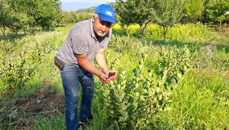 3 Yıl Önce Ektiği Ağaçlar Bu Yıl İlk Meyvelerini Verdi