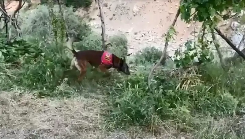 Dere Kenarında Gizlenen Esrar: Dedektör Köpek Operasyonu