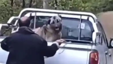 Trabzon'da İşlenen Zalimlik: Köpeği Halatla Döven Şahsın Korkunç Eylemi