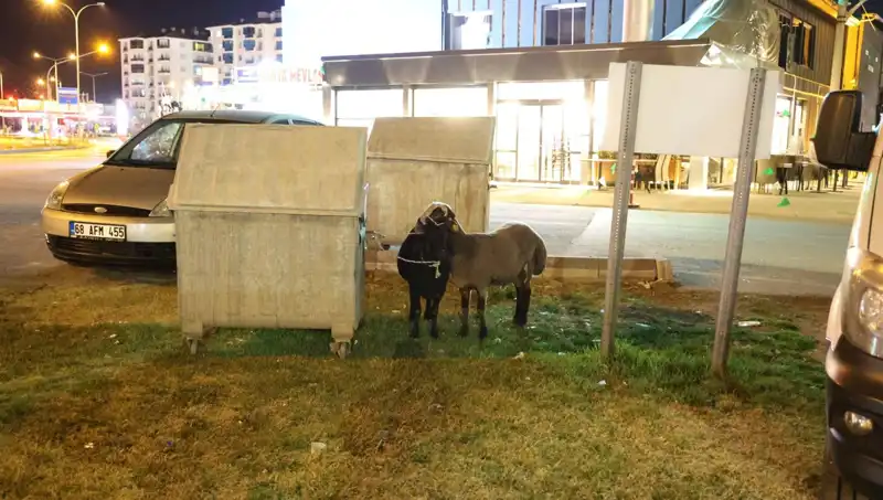 Mor Karaman Irkı Koyunlar Yolda Bırakıldı: Doğa Hayvanları Kurtarmak İçin Seferber Oluyor!