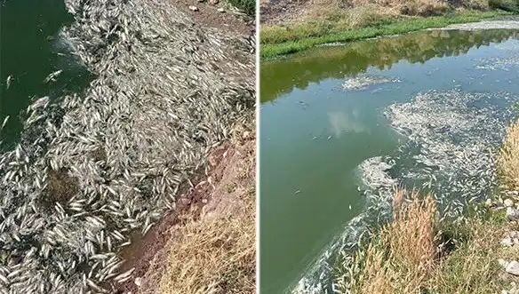 Karasu Çayı’ndaki Balık Ölümleri: Çevre Duyarlılığı İçin Neo-Gözlem