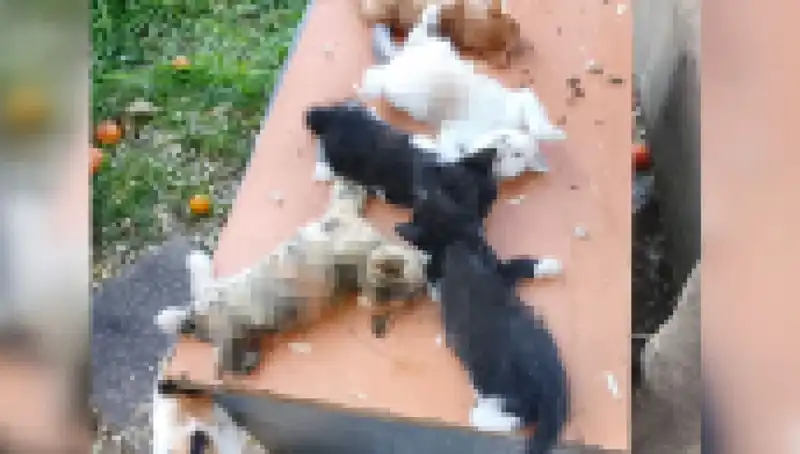 Bursa'da Yavru Kedi Katliamı: Sekiz Masum Hayvan Bir Arada Öldürüldü