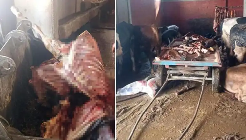 Adana'da 2,5 Ton At Eti Ele Geçirildi! Son Anda 4 At Kurtarıldı