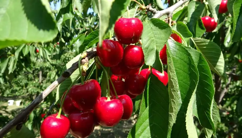 Çay Bardağına Sığmayan Bereket: Çay Hasat Sezonu Başladı