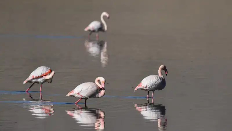 Kuraklık Kuş Cennetini Vurdu: Flamingo Sayısında Ürkütücü Düşüş