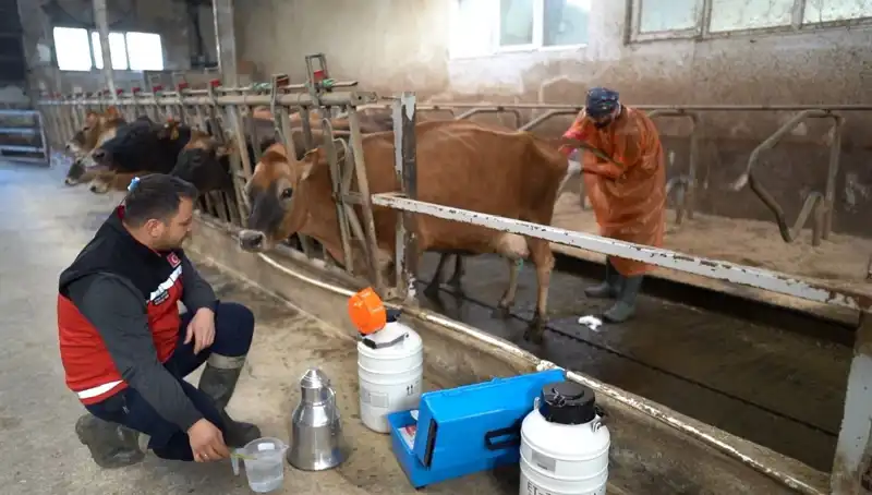 Türkiye'de İlk Defa Jersey Sperması ile Hayvancılığa Yeni Bir Soluk Geliyor
