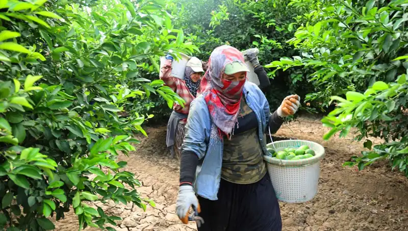 Türkiye'de Market Fiyatları Yükselirken, Yeni Hasat Fırsatı Bekleniyor