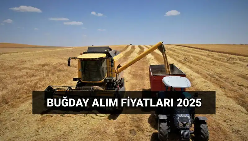 Hububat Alım Fiyatları Ne Zaman Yatacak? TMO'dan Artış Beklentisi