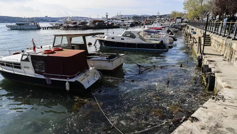 İstanbul’da Yeniden Müsilaj Tehdidi: Denizin Kabusu Geliyor!