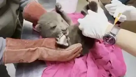 Karabük'te Yavru Bozayı Bulundu: Doğa Severler İçin Sevinç Kaynağı
